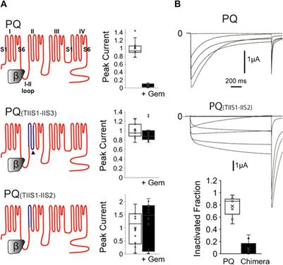 Inactivation influences the extent of inhibition of voltage-gated Ca+2 channels by Gem—implications for channelopathies